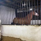 Este es uno de los caballos encontrados por las autoridades en Milagro.