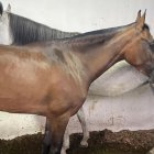 Los caballos fueron traídos a Ecuador desde otro país.