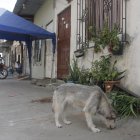 Un guardia de seguridad y sus dos hijos fueron atacados a tiros en la puerta de su casa.