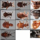 Nuevas especies de escarabajos Panabachia descubiertas en páramos y bosques montanos de Ecuador