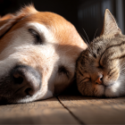 Día Mundial de los Animales: perros y gatos, los domésticos más comunes.