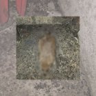 Esta fue una de las evidencias que compartió Arcsa sobre el chifa clausurado en el centro.