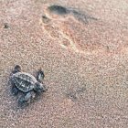 Una golfina se adelanta a la aventura de su sobrevivencia.