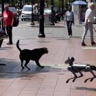 Curioso encuentro entre un perro un robot canino en Guayaquil.