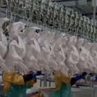 La industria avícola ecuatoriana intensifica su producción de pollo y pavo para la temporada navideña.