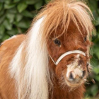 Pumuckel, el caballo más pequeño del mundo, durante una de sus visitas como animal de terapia en Alemania.