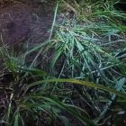 En este lugar fue asesinada la víctima, en el cantón Naranjito, en Guayas. (Imagen editada en Canva con IA)