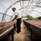 El precio del cacao se desinfla, pero Ecuador exporta más.