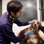 El perro, aparentemente, tiene dueño ya que estaba en buen estado.