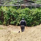 Un agente de la Policía Nacional patrulla una zona rural de Limones, Eloy Alfaro, durante un operativo de verificación tras hechos violentos registrados el 26 de diciembre.