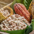 Cacao ecuatoriano en crecimiento: Productores aplican técnicas avanzadas.