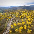 El florecimiento de los guayacanes cubre de amarillo el bosque seco de Zapotillo y atrae a turistas de todo el país durante pocos días del año.