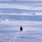 Grabado en la Antártida en 2007, el pingüino que se aleja de su colonia hoy es interpretado en redes como un reflejo de crisis personales, decisiones vitales y ruptura con el camino establecido.