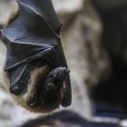 Murciélagos transmiten el virus Nipah.