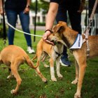 A través del expediente también se busca generar acciones en beneficio de los animales.