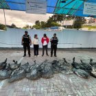 Material aurífero incautado durante el operativo policial en el sector de Villanueva, cantón Loja.