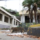 LOS FELINOS. Durante el recorrido se observaron gatos que viven en las instalaciones del antiguo hospital.