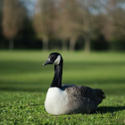 La policía difundió el video en redes el momento del robo