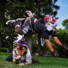 Identificarse con un animal (ya sea doméstico o salvaje), ponerse una máscara, salir con ella al parque e imitarlo: ellos son los ‘therians’.