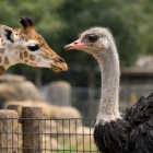 La curiosidad natural de los animales jóvenes quedó en evidencia durante este tranquilo momento frente a frente