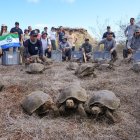 Un total de 158 tortugas gigantes fueron liberadas como parte del proyecto de restauración ecológica.