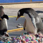 Pingüinos del zoológico de Edimburgo buscan la piedra ideal para conquistar a su pareja durante la temporada de apareamiento
