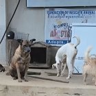 La cuidadora intenta mantener a los animales en lugares altos.