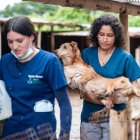 Estudiantes de la ESPAM acudieron para brindar atención veterinaria a los perritos del albergue Callejeritos