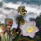 En los bosques nublados de los Andes ecuatorianos, tres especies del género Blakea salen a la luz, revelando la riqueza y fragilidad de la biodiversidad del país