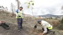 Reforestación tras incendios en Quito