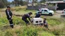 Unidad de Bienestar Animal retira un perro