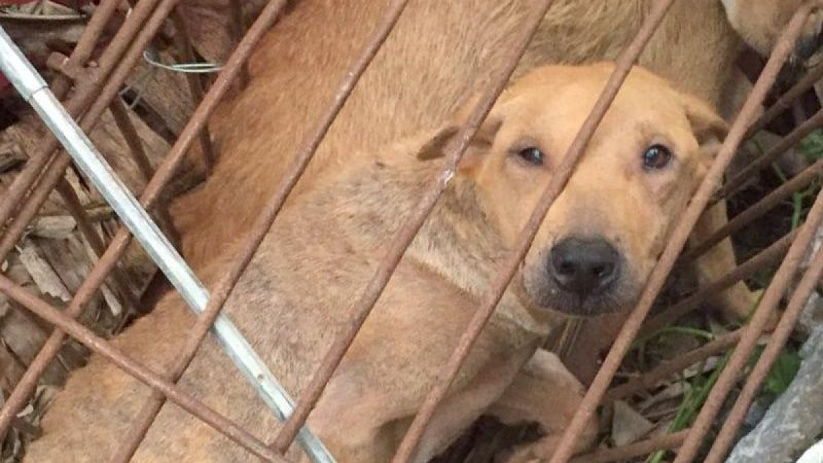 En el tradicional festival de carne de perro, los animales están listos para ser cocinados.