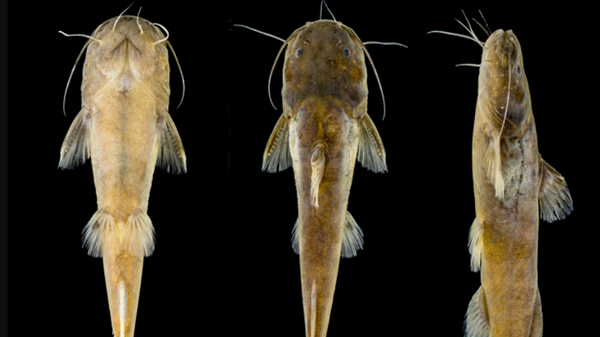 La nueva especie resalta por sus características físicas.