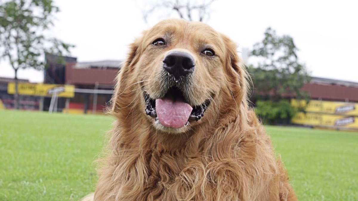 Coloso, la mascota más famoso del Ecuador.