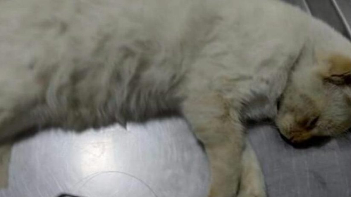 El gatito llegó a la veterinaria en estado grave.