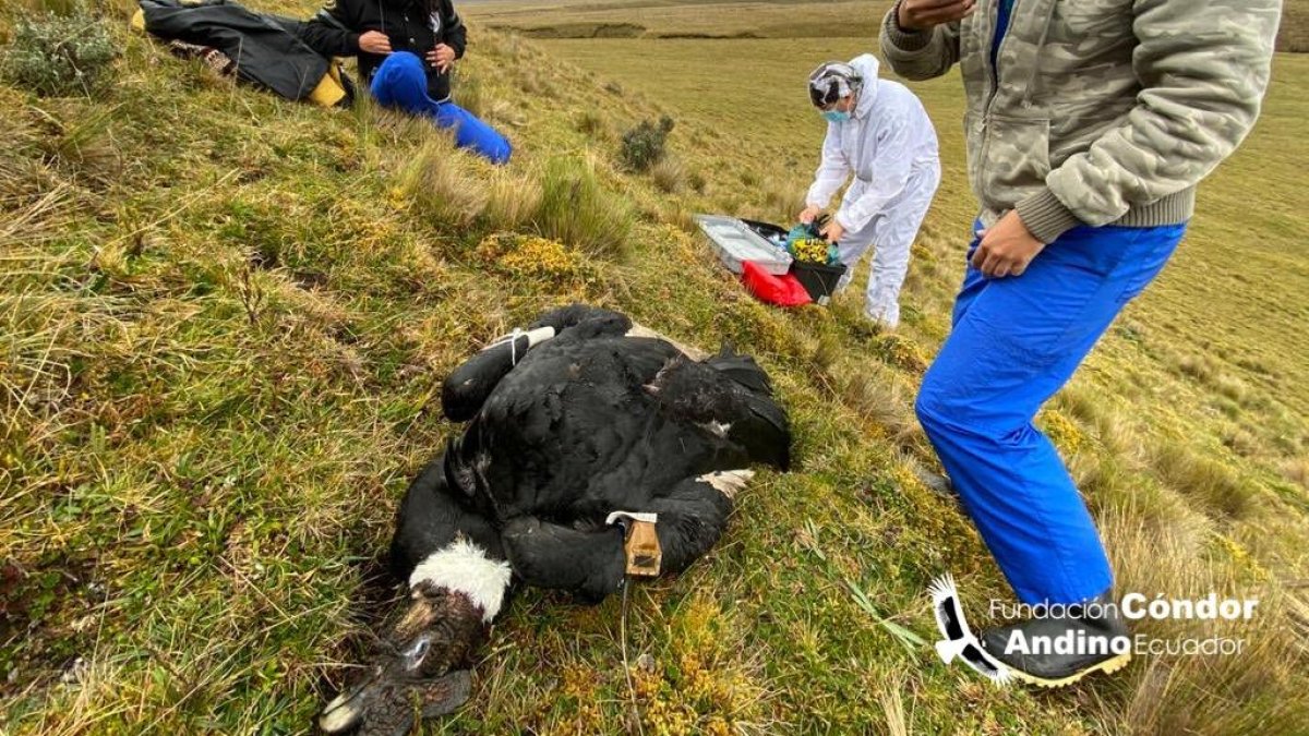 El cóndor fue encontrado muerto en el Parque Nacional Cotopaxi, por el lado de la provincia del Napo.