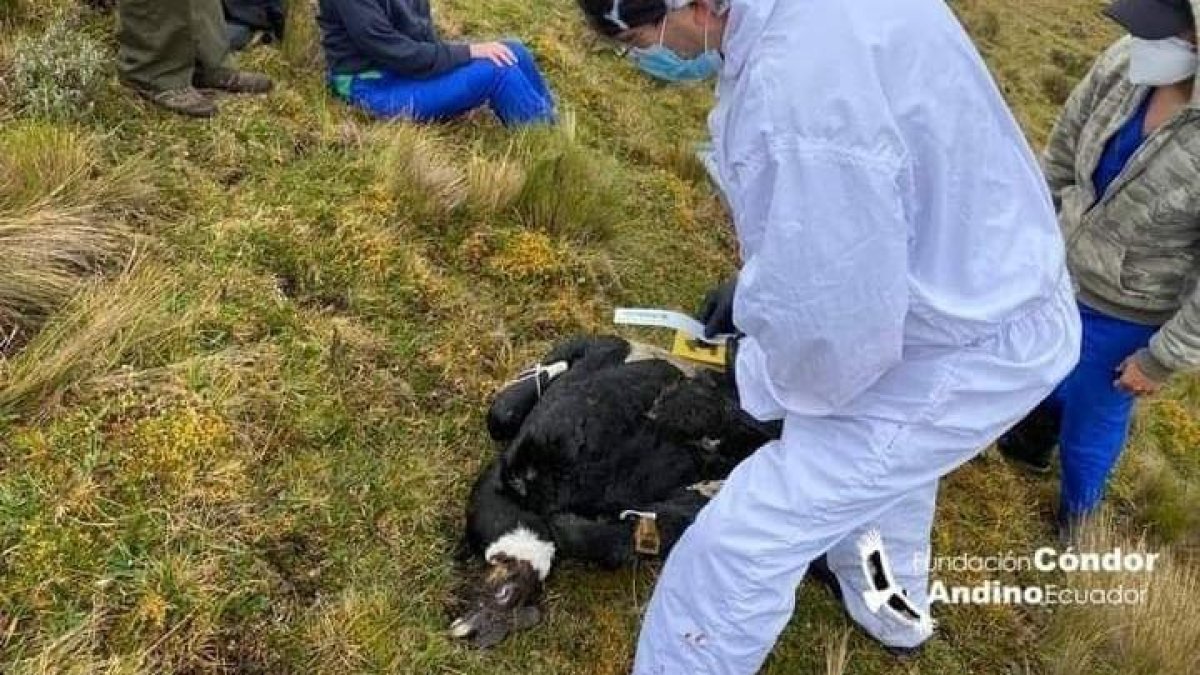 El ave murió por una extrema debilidad causada por la falta de alimento.