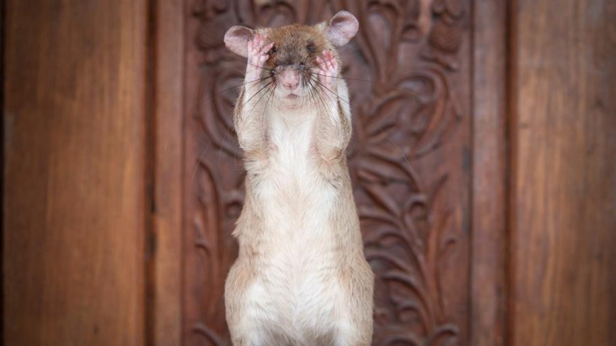 Magawa, la rata detectora de minas antipersona es condecorada por su trabajo en Camboya.