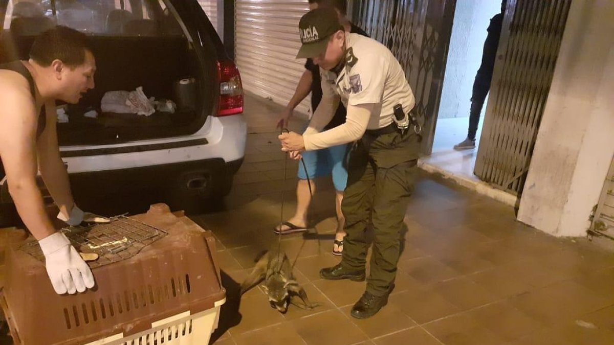 Agentes de la Unidad de Protección del Medio Ambiente (UPMA) pusieron a salvo a ambas especies.