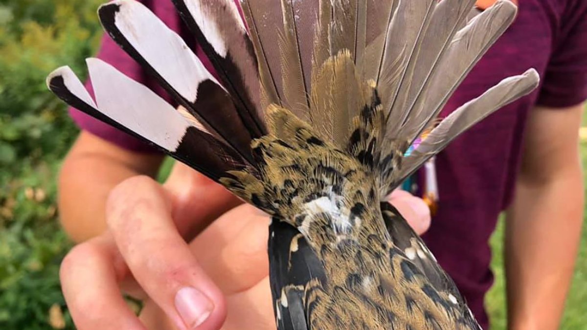 El pájaro podría tener una anomalía genética conocida como ginandromorfismo.