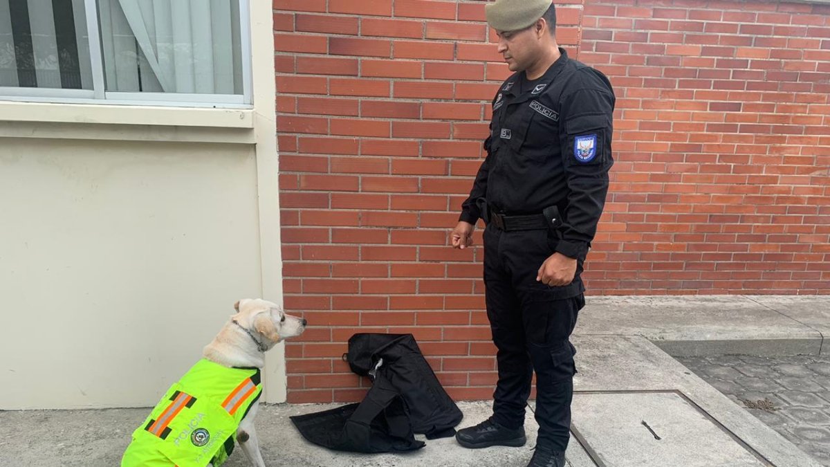 Uno de los canes antinarcóticos olfatea un chaleco negro que iba a ser enviado con 3.550 dosis de coca a Tailandia, en Asia.