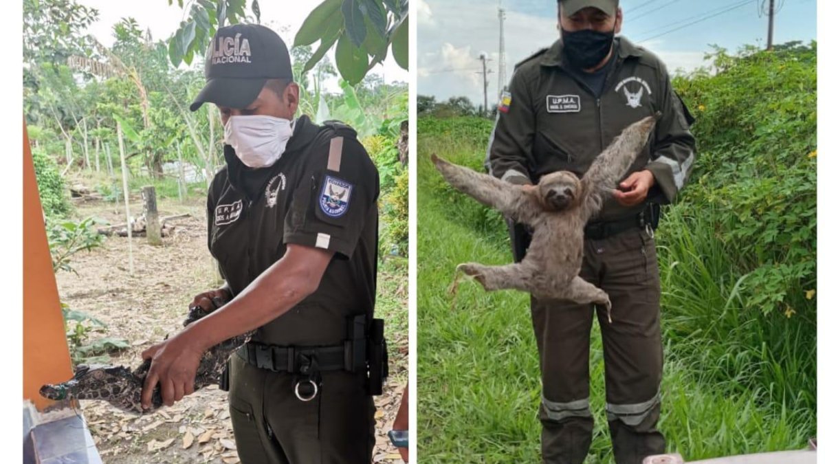Policías de la Unidad de Protección de Medio Ambiente con los animales rescatados.