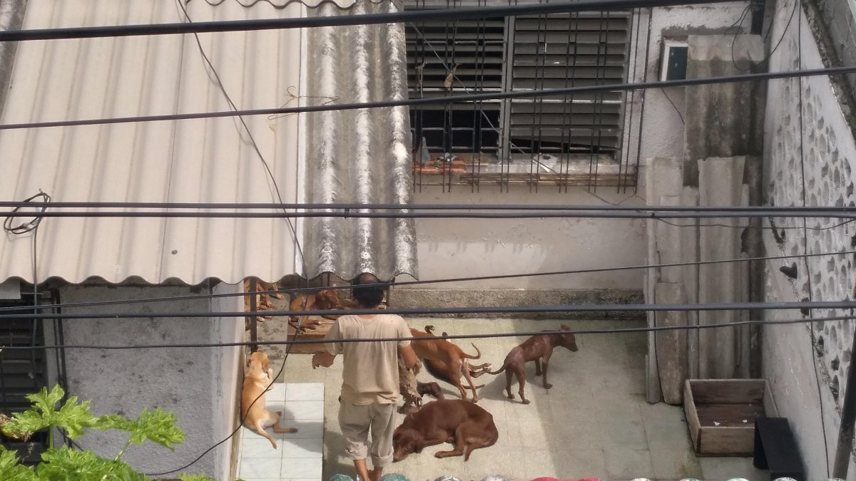 Según los vecinos solo una persona ingresa a la vivienda y es quien le ayuda con el aseo. Tampoco saben cómo hace para mantener a sus amigos de cuatro patas.