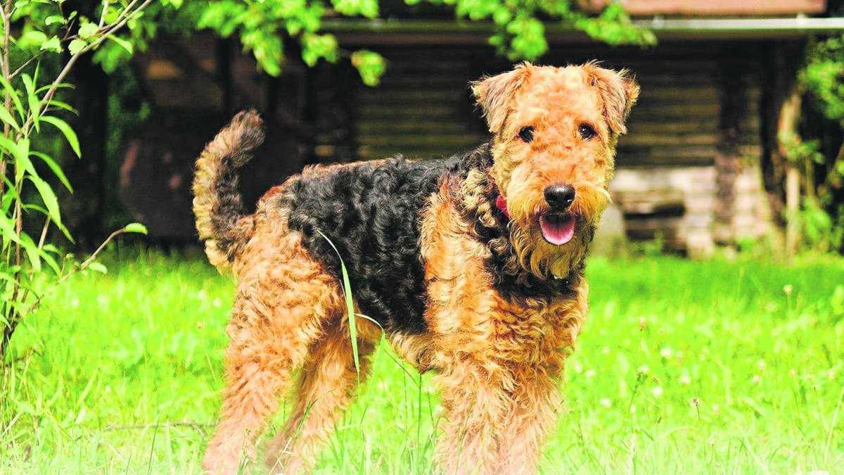 LOs airedale terrier son animales muy valientes, pese a ser pequeños.