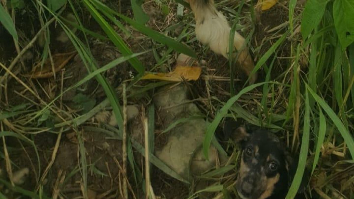 Un perrito de color café estaba guindado entre unos montes y otro can negro herido.