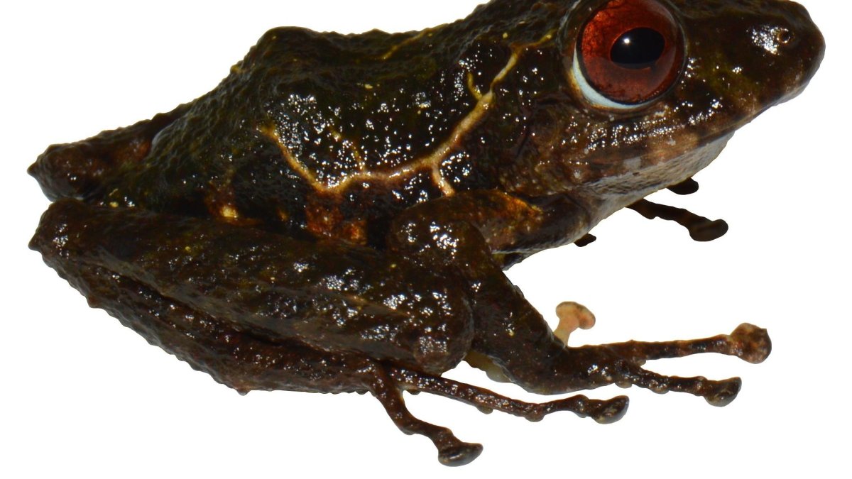 La rana fue encontrada en la Cordillera del Cóndor.