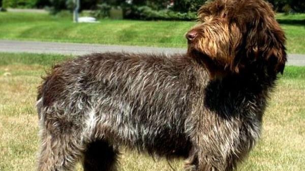 El grifón es un tipo de perro muy dócil e independiente.