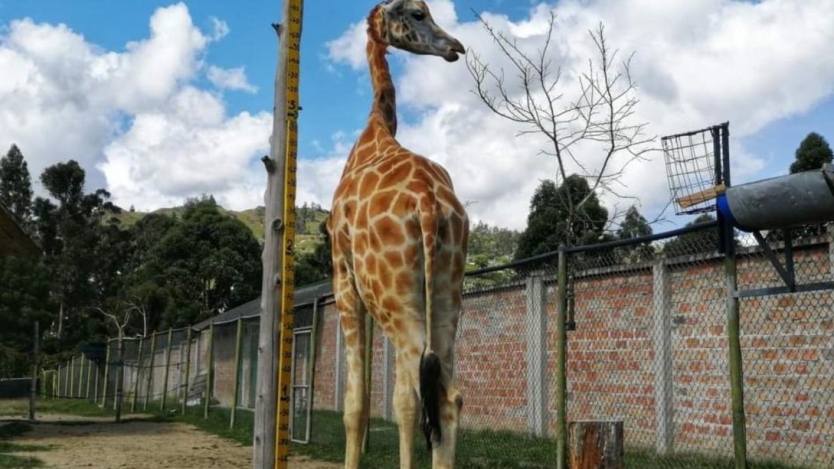 La jirafa macho que 'pasó a mejor vida'. Las autoridades anuncian investigaciones en torno al deceso que, según el alcalde, pudo ser provocado para hacerle daño a su administración.
