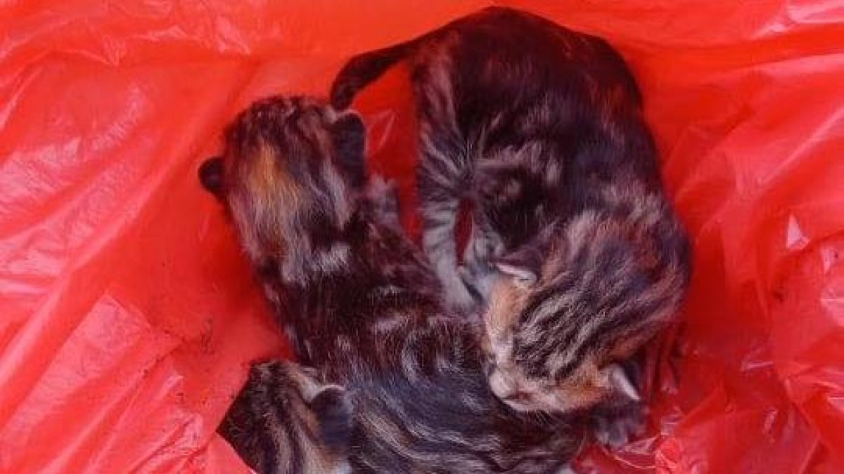 Los animalitos estaban encerrados en una funda plástica.