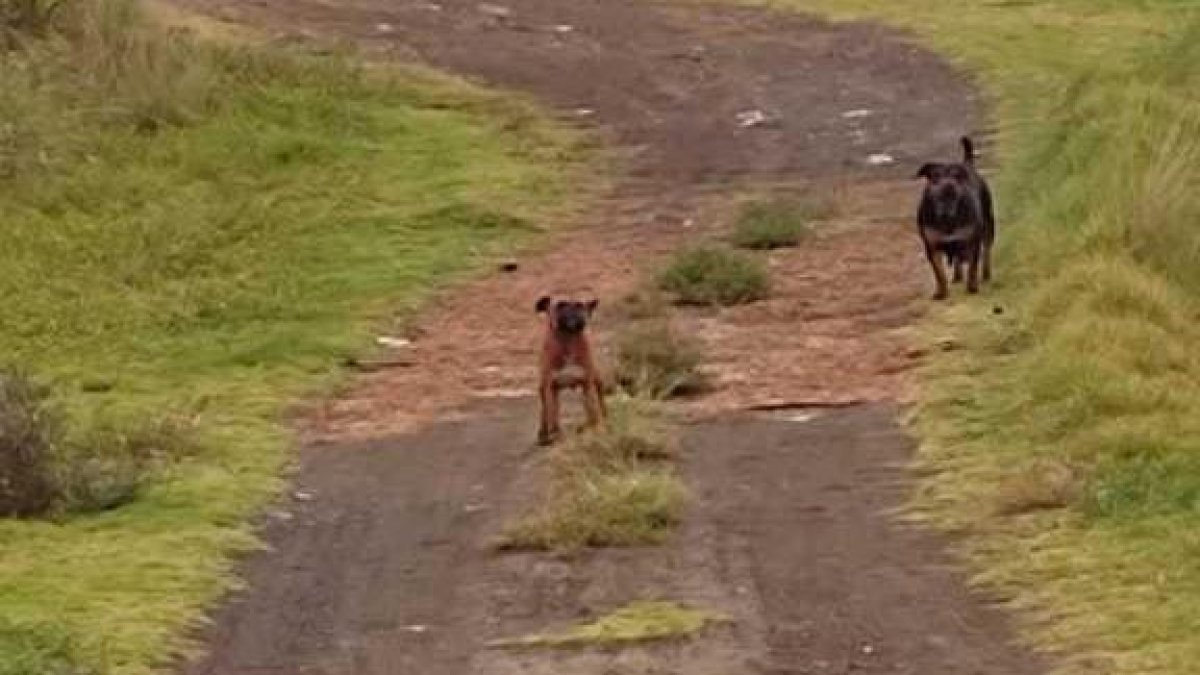 Los dos perros, uno negro y el otro café, ya habrían atacado a otras personas.